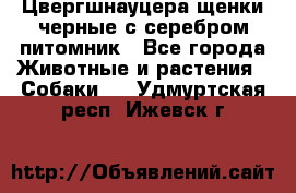 Цвергшнауцера щенки черные с серебром питомник - Все города Животные и растения » Собаки   . Удмуртская респ.,Ижевск г.